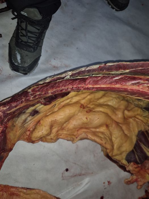 Мясо конина крупный