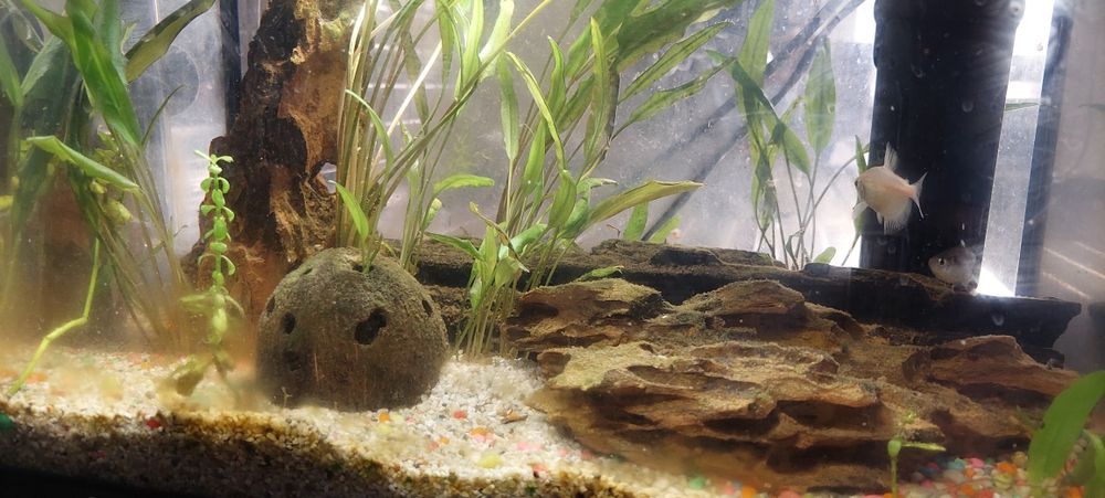 Acvariu autociclabil