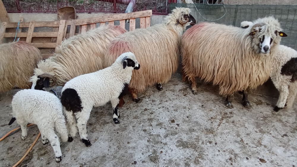 Oi cu miel de vanzare