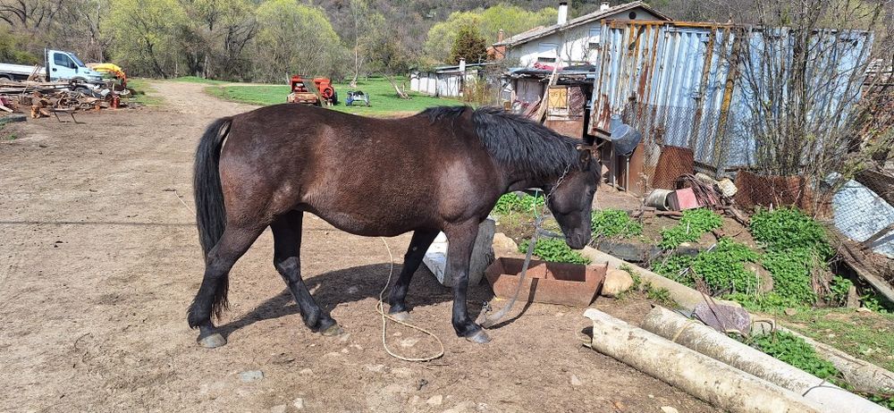 5 годишна кобила