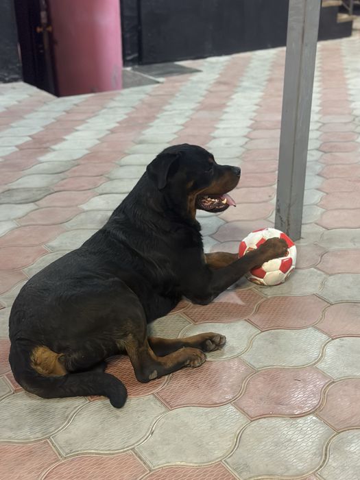 Ротвейлер ищет подружку