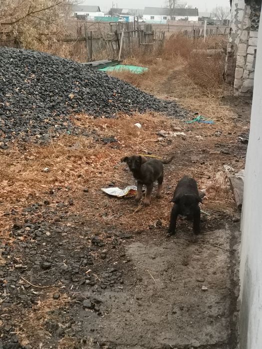 Отдам бесплатно щенят девочек