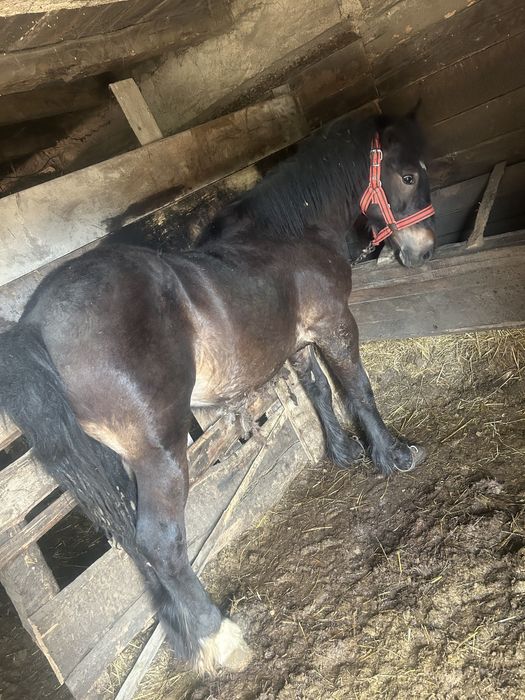 2 Mânzi de vânzare