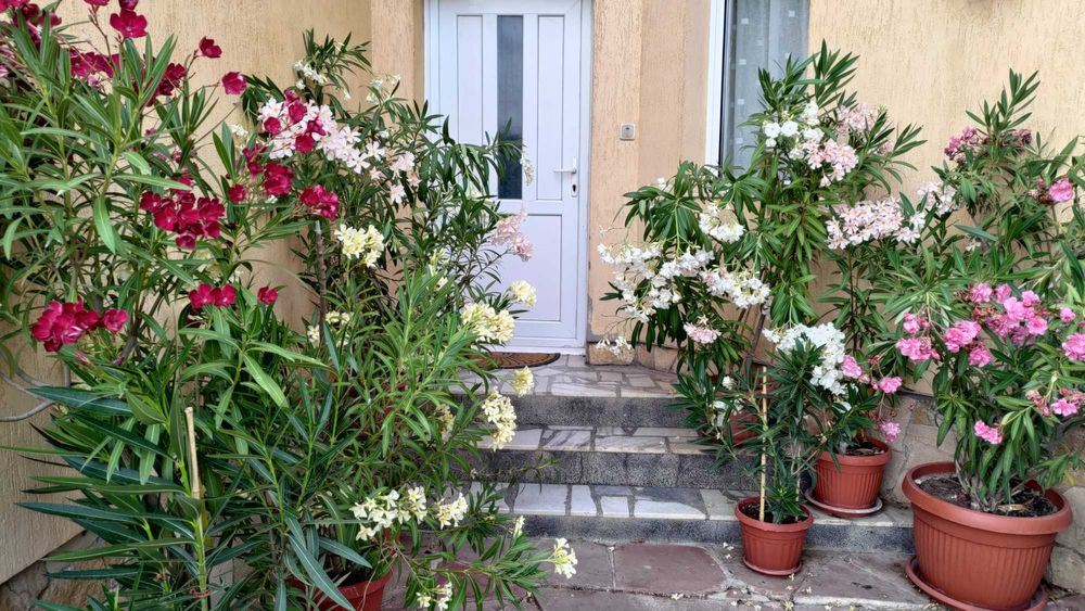 Олеандър/Зокум/Лян/Nerium Oleander : 65-75 см височина-ПРОМОЦИЯ