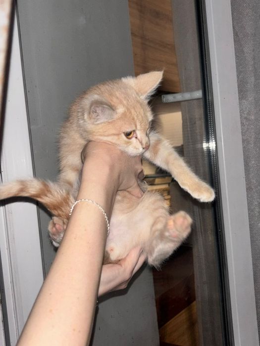 Отдам даром рыжего котенка