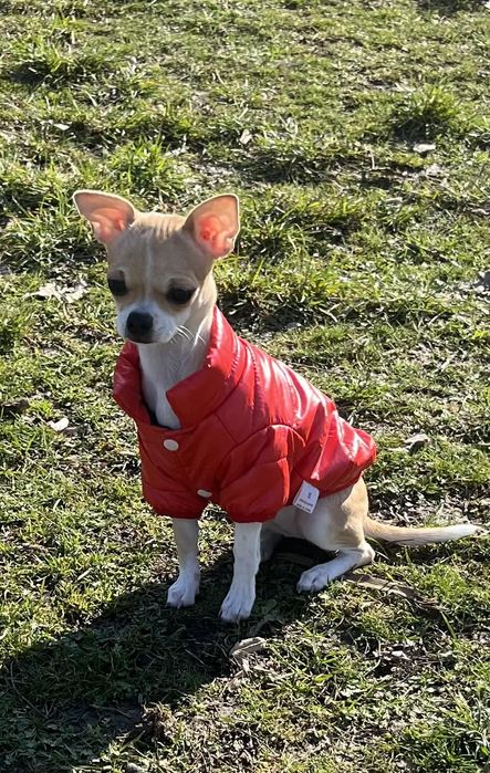 Продавам ЧихуаХуа