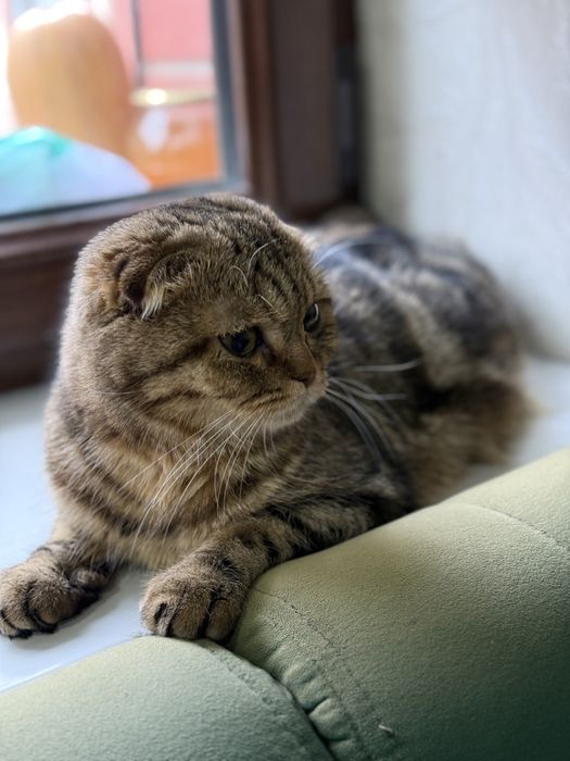 Срочна сотилади…!