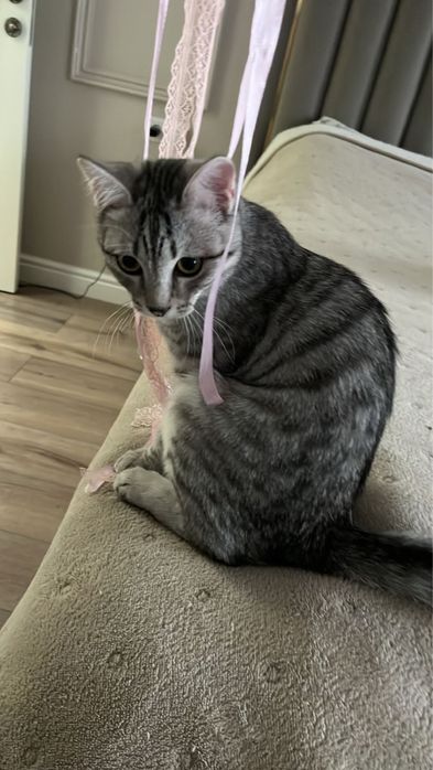 Котенок британец