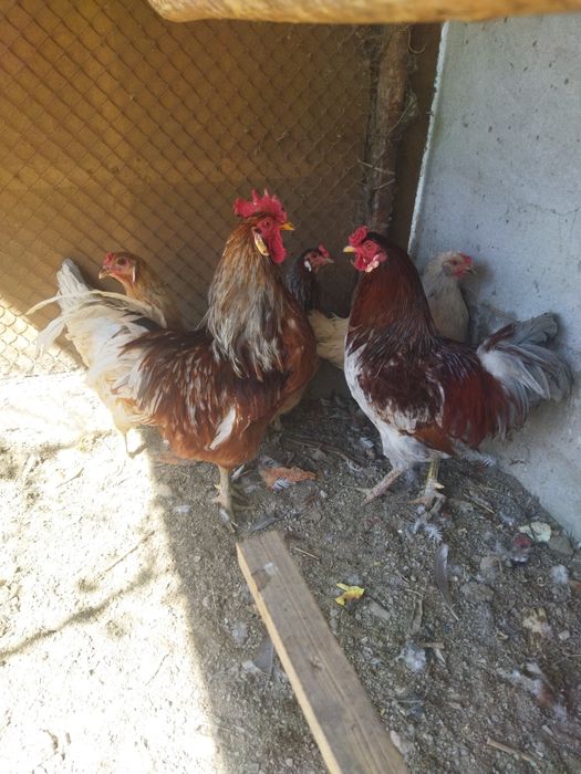 Ухайли кора, ухайли ок, амераукана тухумлари сотилади.