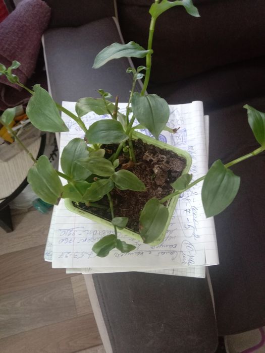 Комнатные цветы традесканция