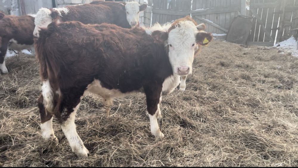 Продам Ақ бас бычки телочки