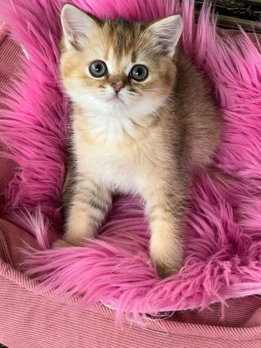 Pisicută British Shorthair