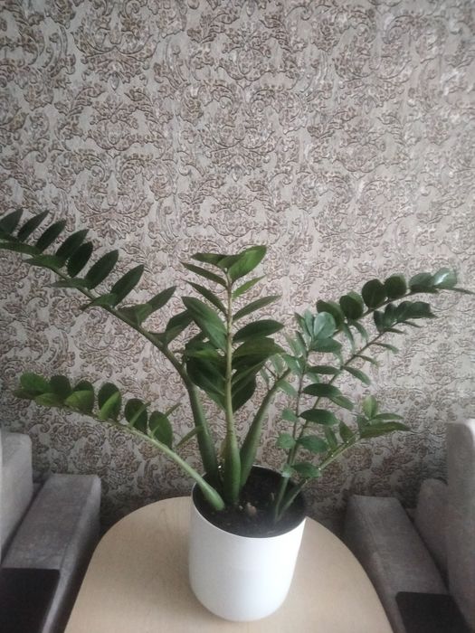 Продам замиокулькас.