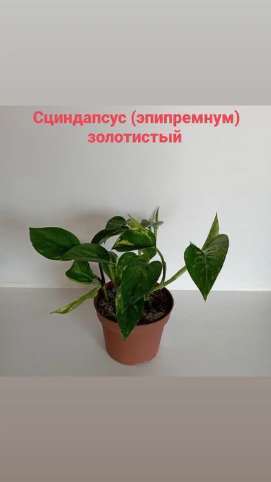 Сциндапсус (эпипремнум) золотистый