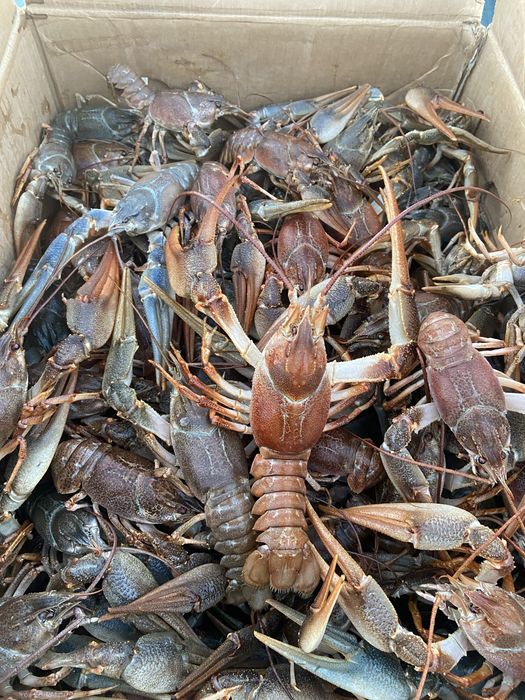 Продам живого рака