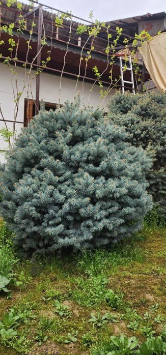 Голубой ель крымский.