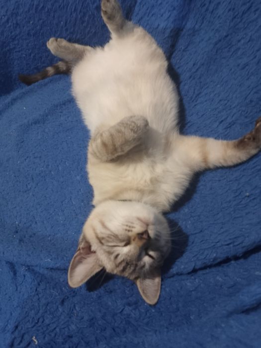 Отдадим котика в хорошие добрые руки