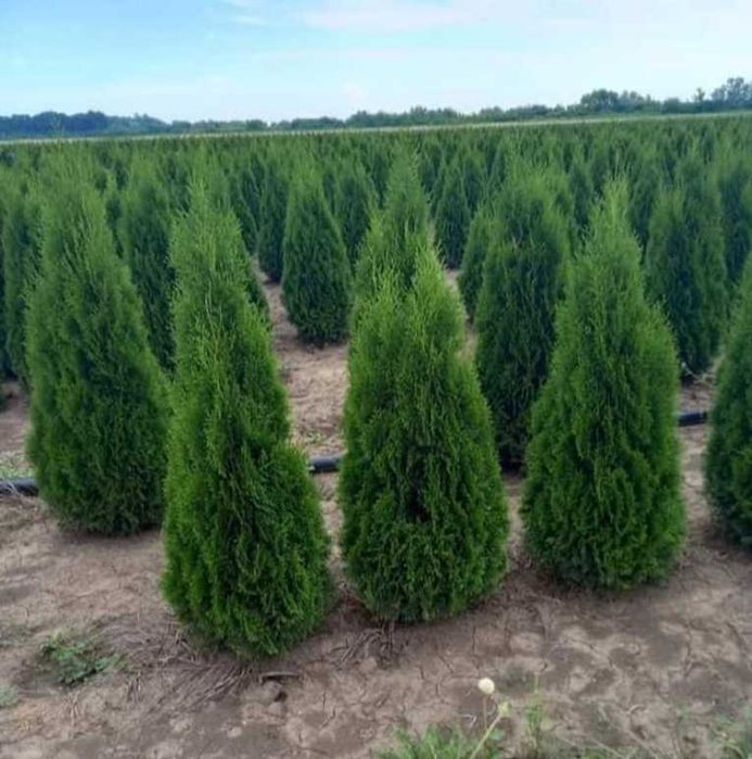 Plante Ornamentale Verzi – Livrare Gratuită la Tine în Curte