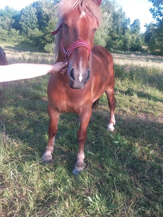 De vinzare ce se vede