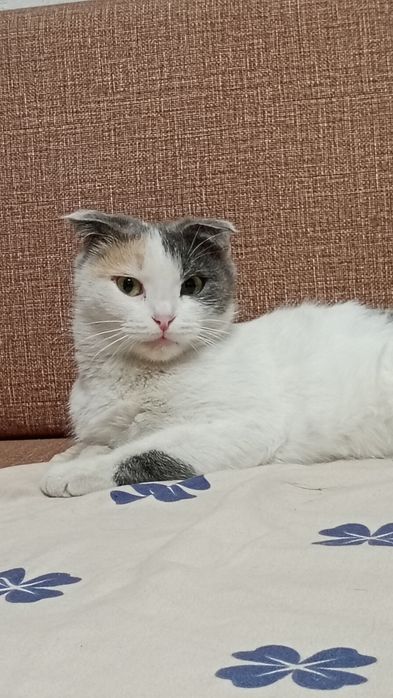 Продам британскую вислоухую кошку