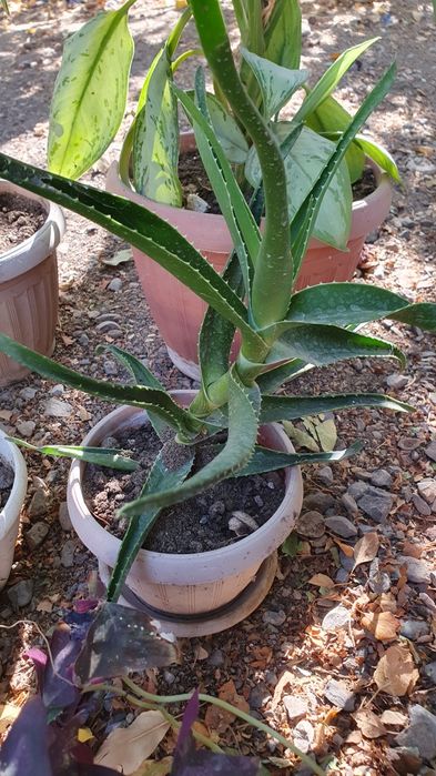 Продам Алое 3летнее