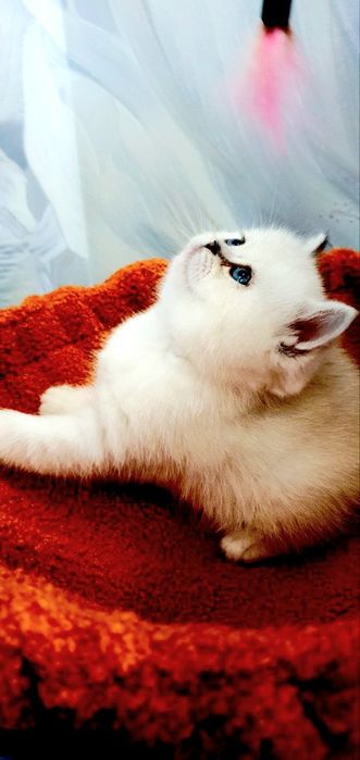 Британский котёнок color point | Мальчик | Отец WCF BRI ns 12 33