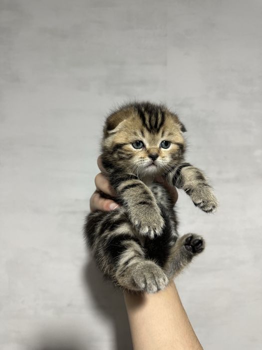 Шотландские вислоухие котята