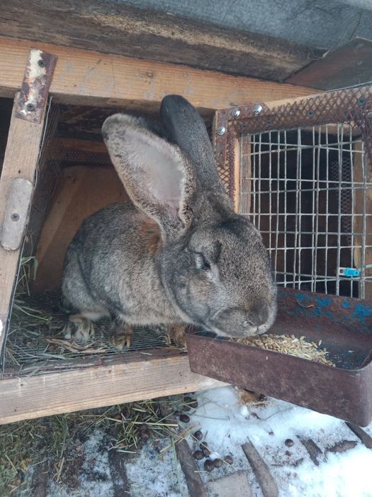 Продам кролов на племя