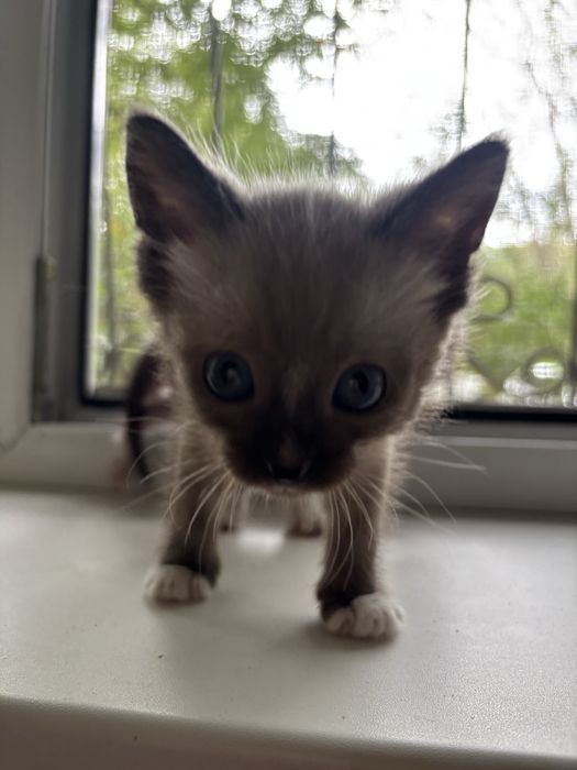 Замечательные котята ищут дом! В добрые руки!