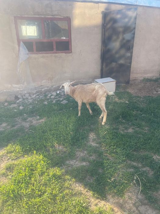 Ешки срочно сатылад