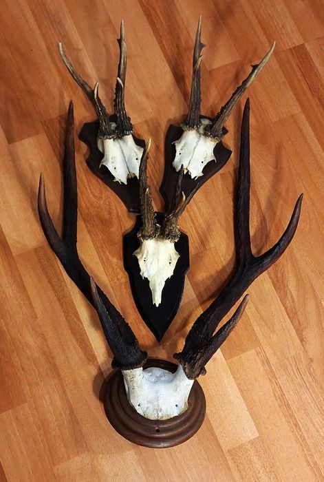 Set decorativ cu trofee de cerb si de caprior ( lopatar,mistret )_65