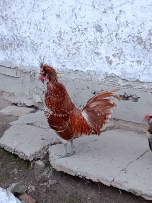 Хороз падуан сербро