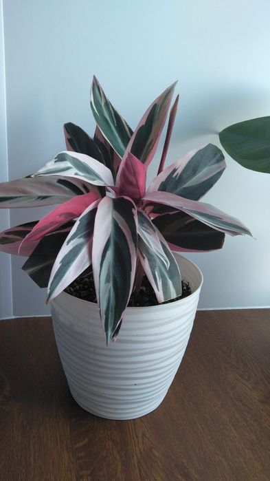 Продам строманту