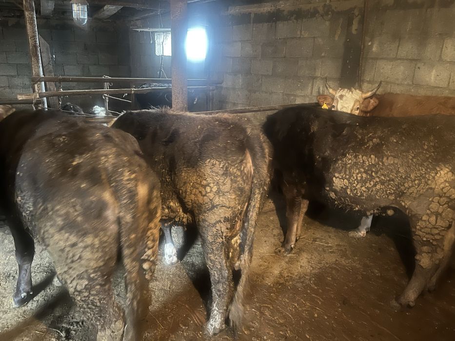 Байланган семиз донежиндер сатам