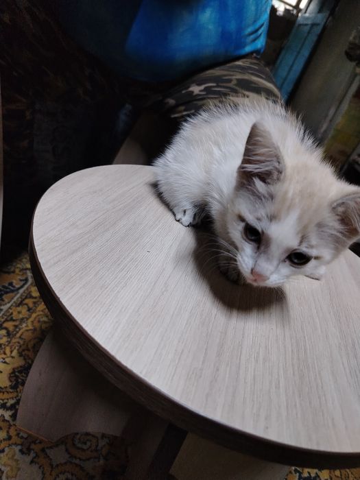 Отдам даром котика 3 месяца