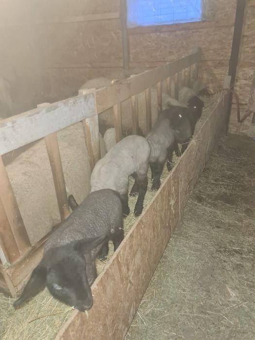 Oi suffolk de vânzare!