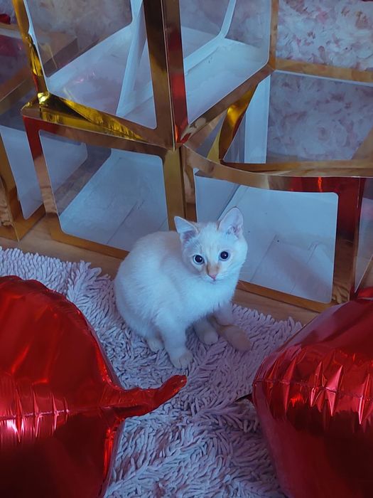 Отдадим кошечку в хорошие руки