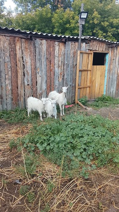 Продам комолых козу и козлят
