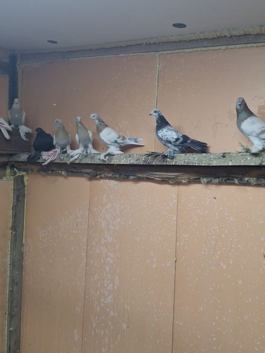 Продам голубей игра гребля тяга