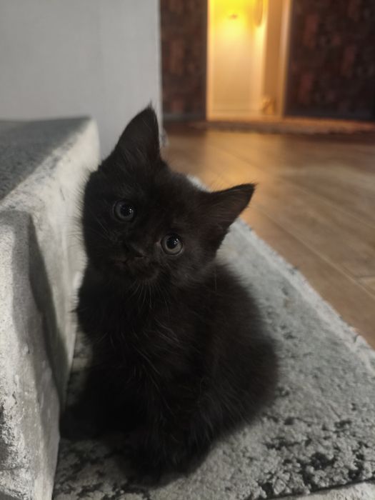 Котёнок, девочка