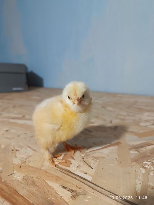 Цыплята породы Брама.