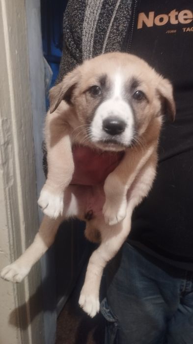 Отдам в хорошие руки