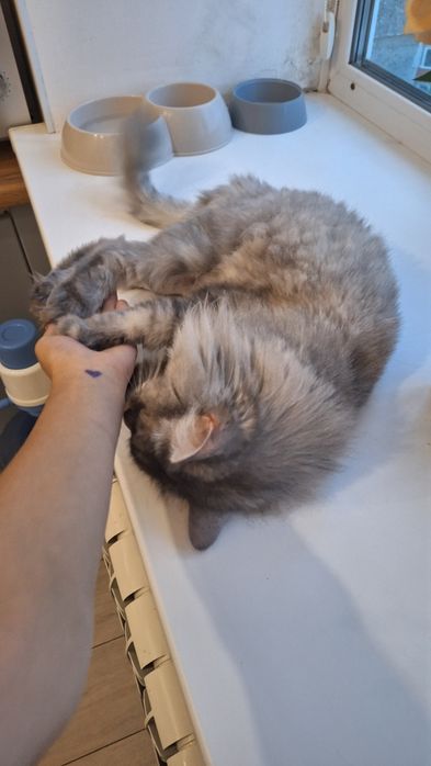 Отдам кошку породистую