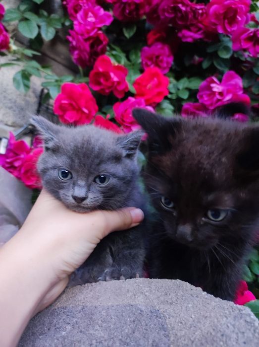 Отдам котят бесплатно