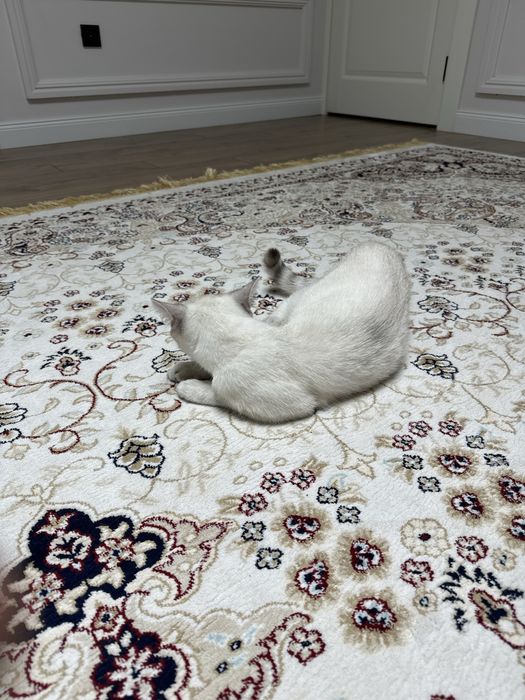 Мысык сатылады