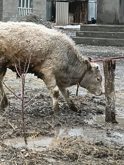 Подсос сатылады бағасы 400000мың 8 айлық