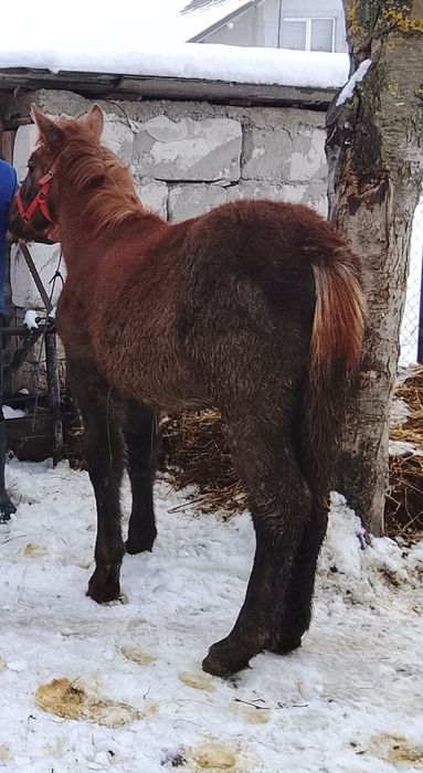 Mânz de 6 luni de vânzare