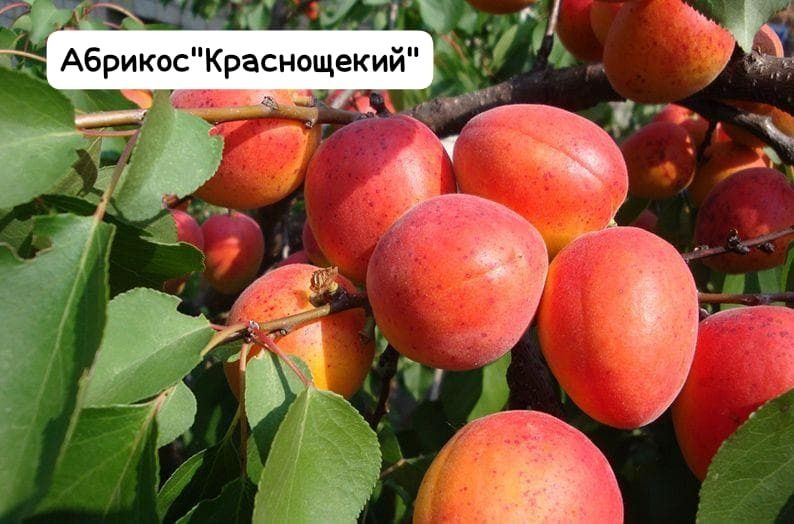 Продам саженцы  Россия