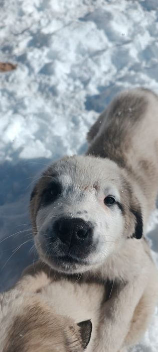 Алабай 2 кушик сатылады