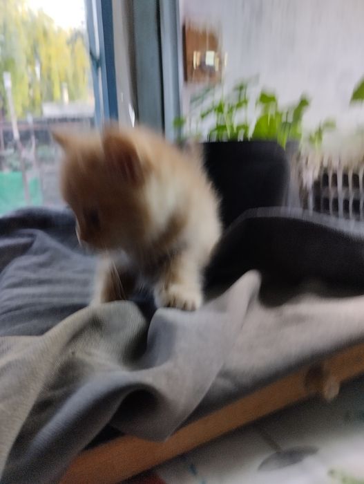 Домашние Котята отдам бесплатно
